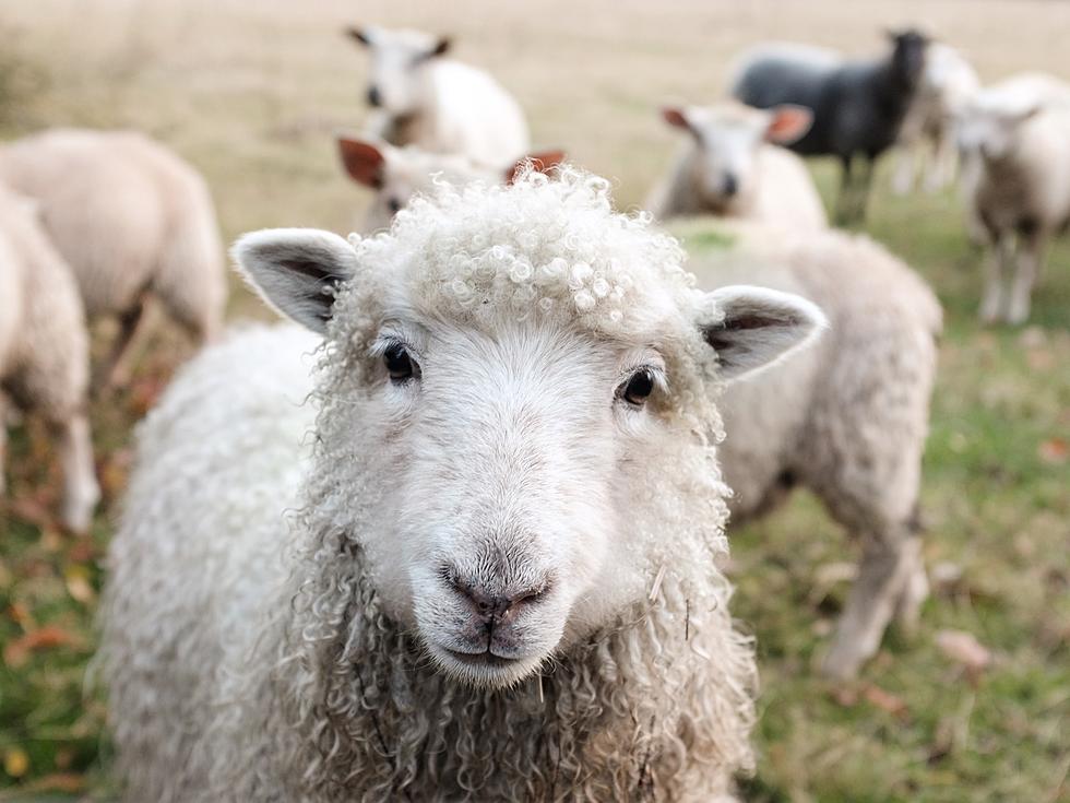 Garland Woman Had 22 Sheep Stolen, Social Media Brought Them Home