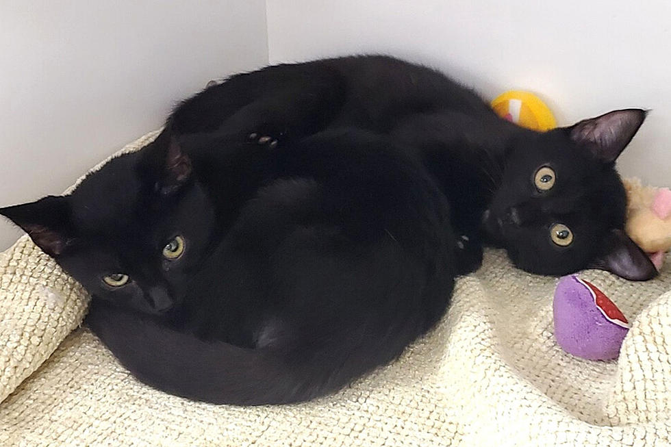 Two Shy &#038; Timid Kitties Are Our SPCA Pets of the Week