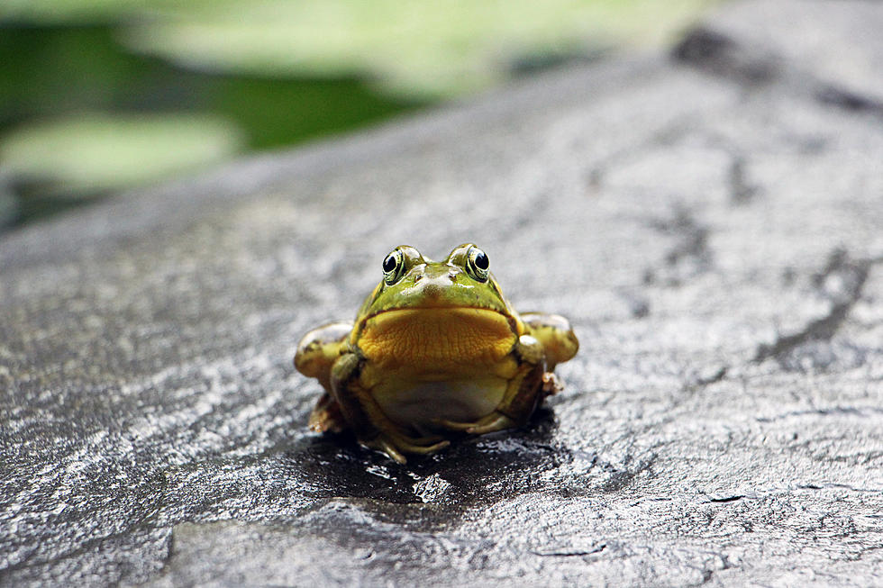 There Are More Frogs In Maine Because Of The Pandemic