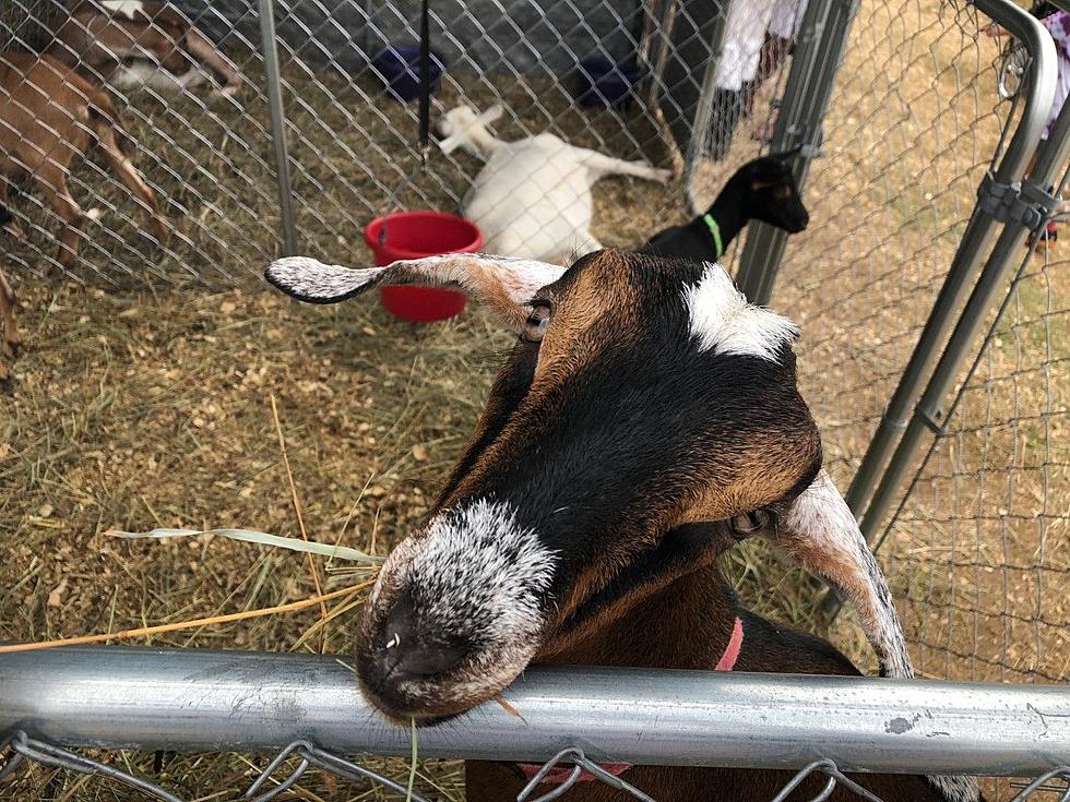 Coming In April, You Can Go On Awesome Hikes With Goats In Frankfort