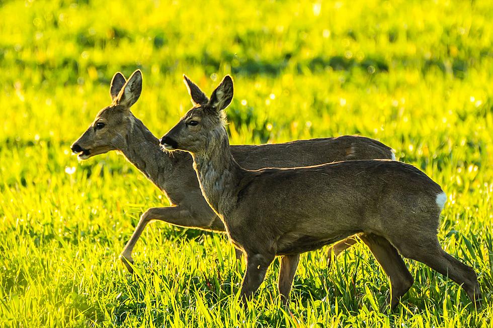 Maine Deer Hunters Just Aren&#8217;t Bagging Enough Deer To Make A Dent