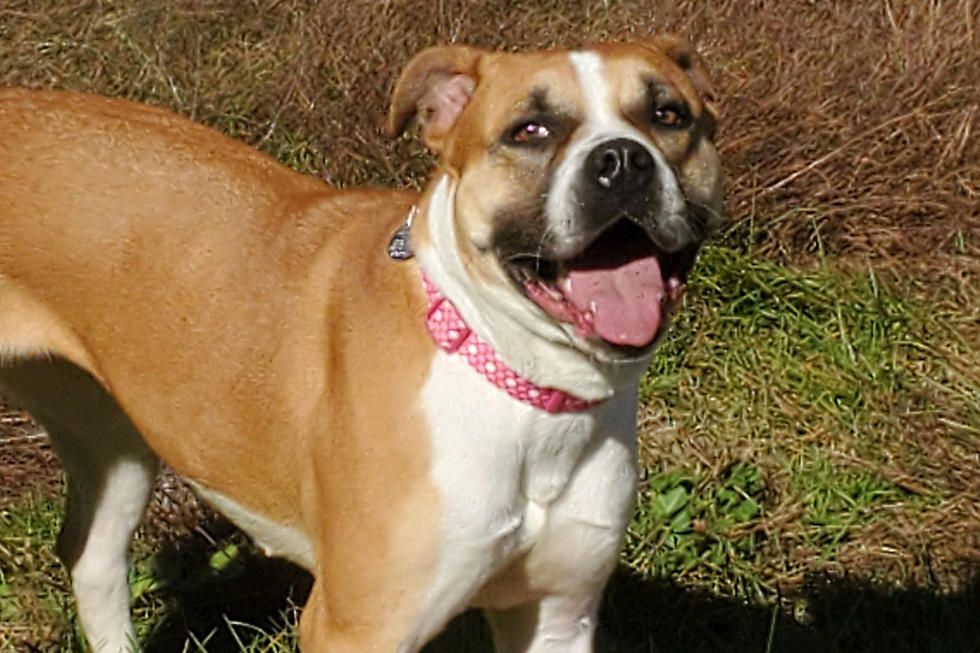 Sage Was Made For Autumn & Our SPCA Pet of the Week