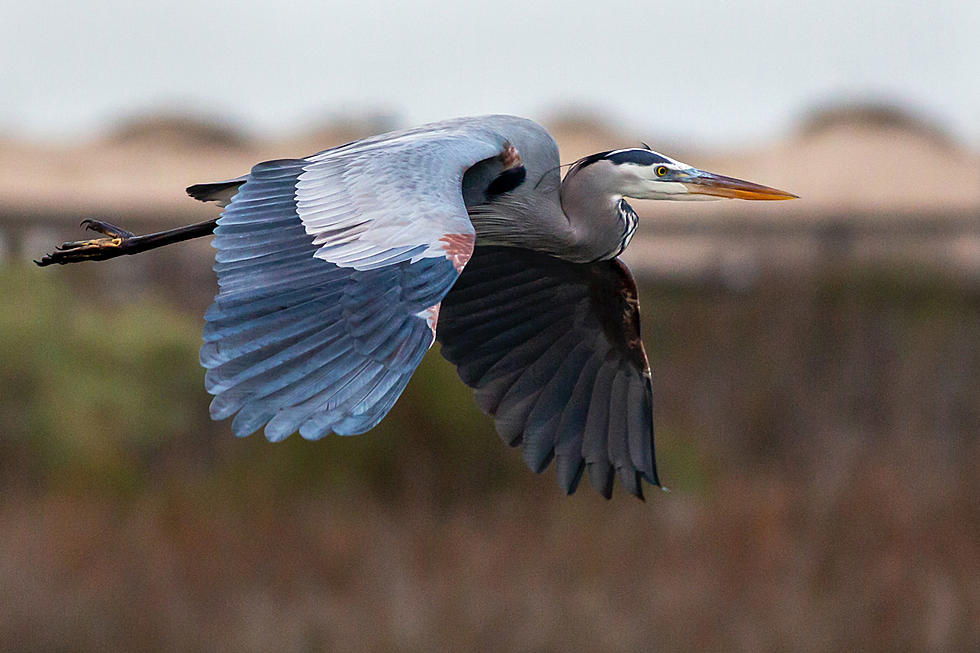 Beloved Blue Heron From Maine Completes 2,130-Mile Flight Over Open Ocean