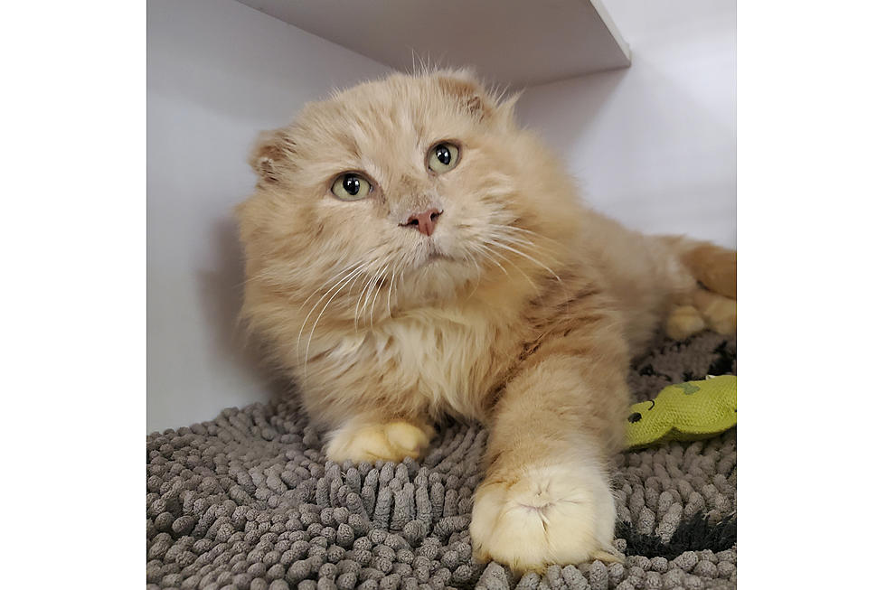 SPCA of Hancock County Pet of the Week Is Like A Miniature Lion