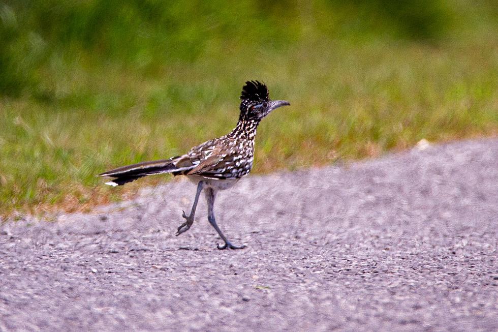 How Did A Cute Little Actual Roadrunner Get Here To Maine?