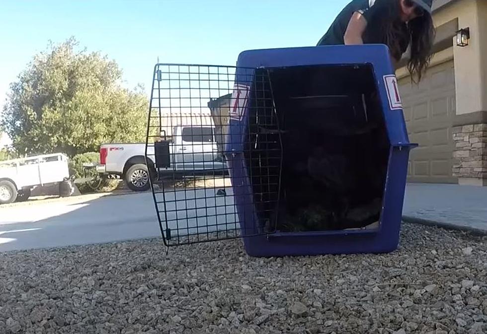 DON&#8217;T BLINK: Wayward Roadrunner Discovered In Maine Released To The Wild