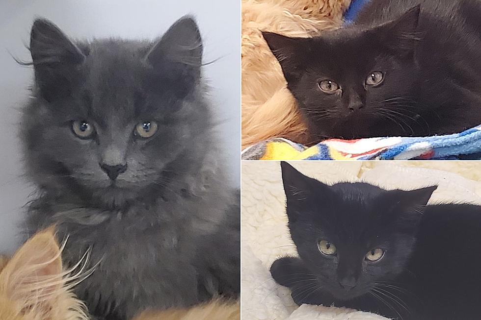 Are You Ready For 3 Times The Furry Fun And Love? This Trio Of Kitties Is Ready For You!