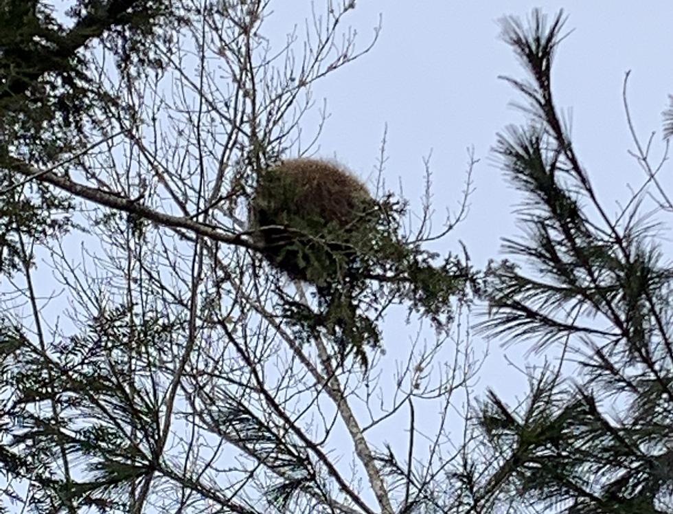 How Is It Possible That This Bird’s Nest Is So Fuzzy And Perfect?