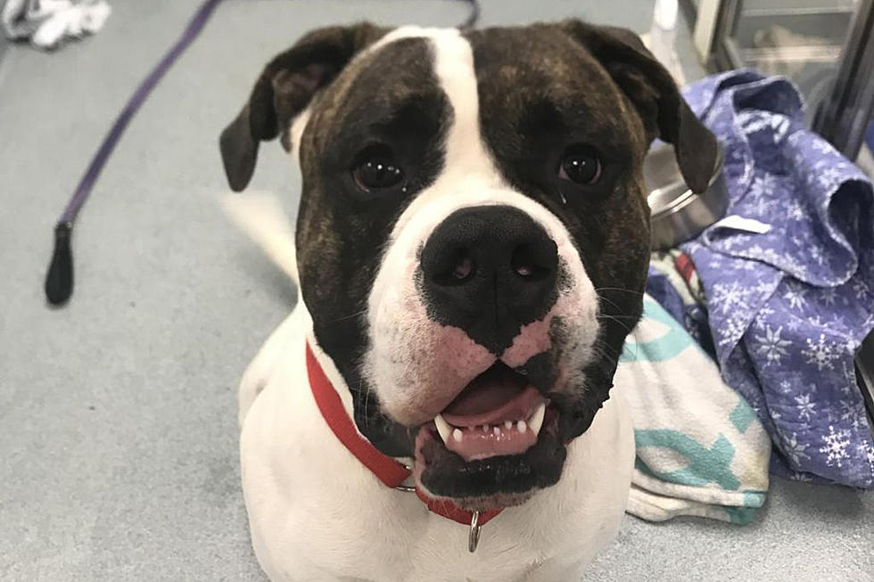 Big Baby Oreo Can&#8217;t Wait To Find A New Home Here In Maine