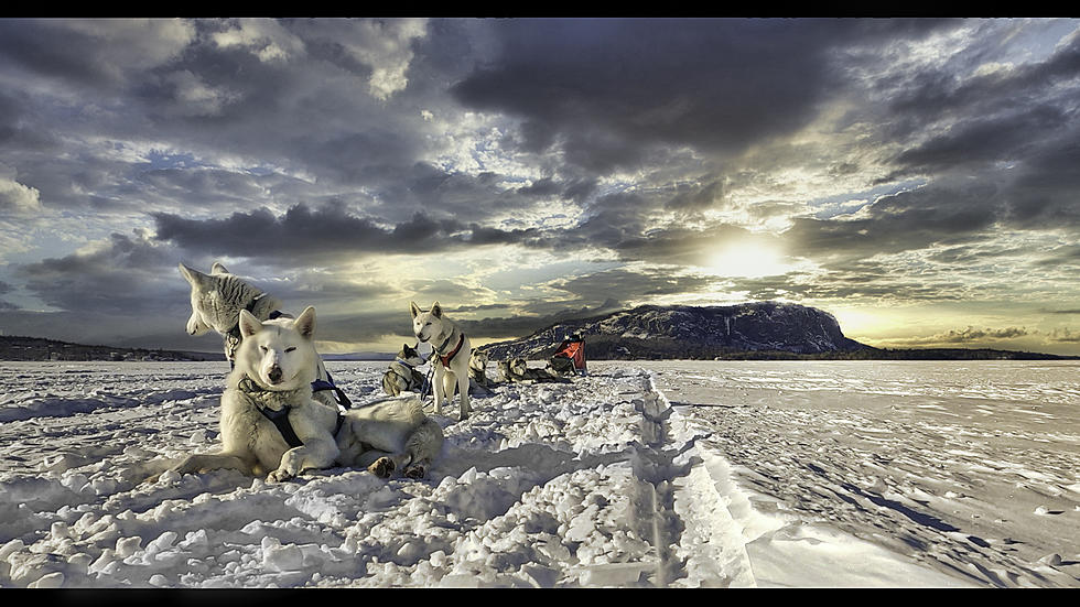 Life Imitates Art: Local Film Maker Gets Sled Dog After Making Movie