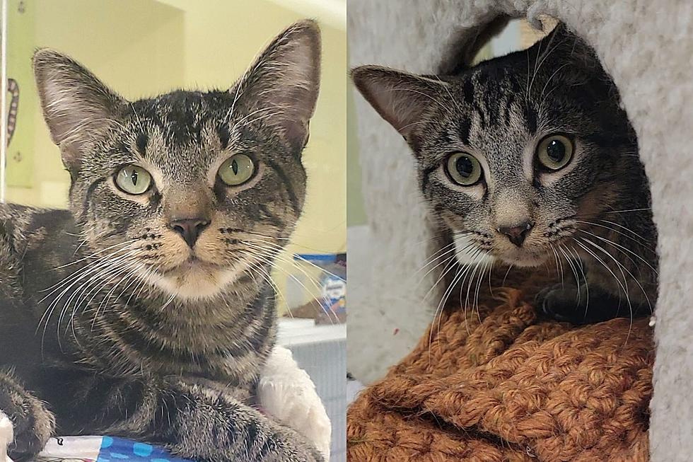 There’s Something Almost “Supernatural” About These Two Tabby Cats, Sam & Dean
