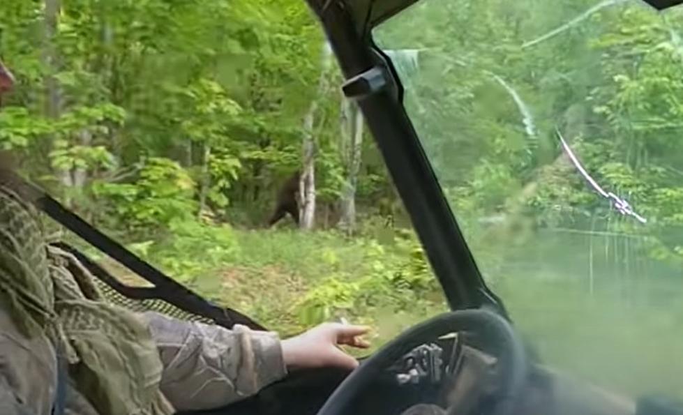Have You Ever Seen This Super Clear Bigfoot Footage Captured In Maine?