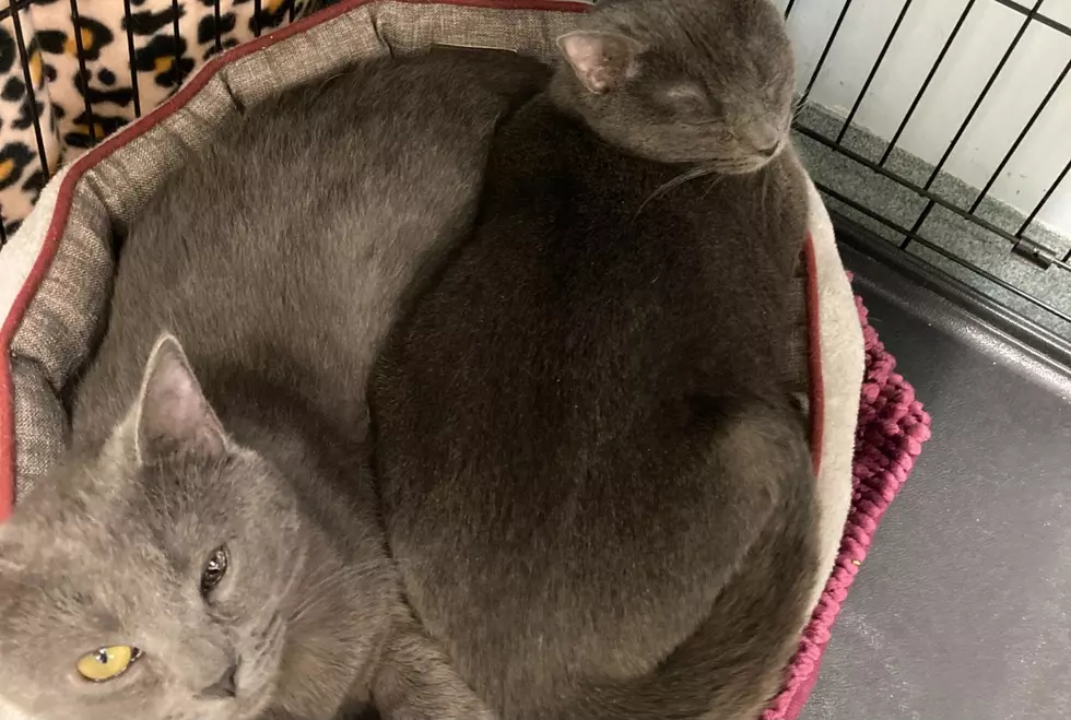 Pets Of The Week: Double Your Love With These Bonded Beauties
