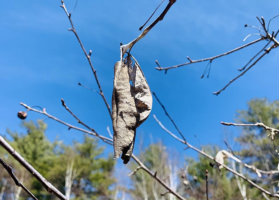 These Ugly Little Leaves Make Me Itchy Just Looking at Them