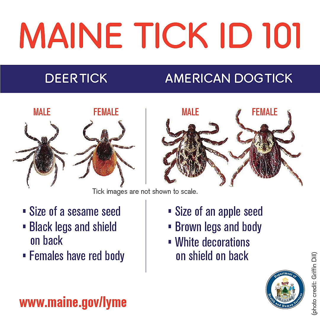 types of deer ticks