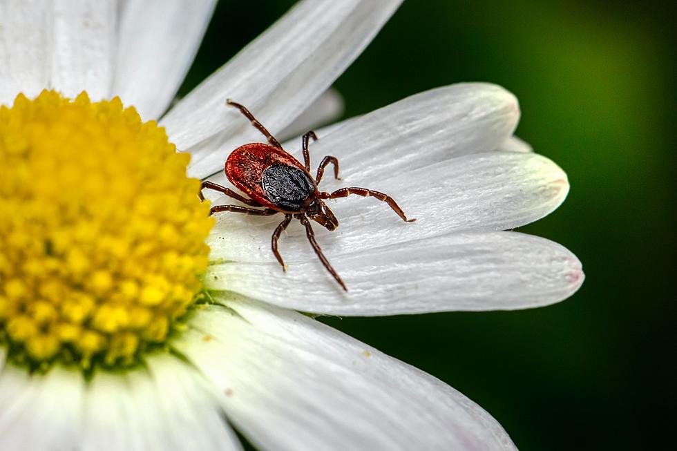 Got Ticks? Maine Will Send You Tick Removal Spoons For Free.