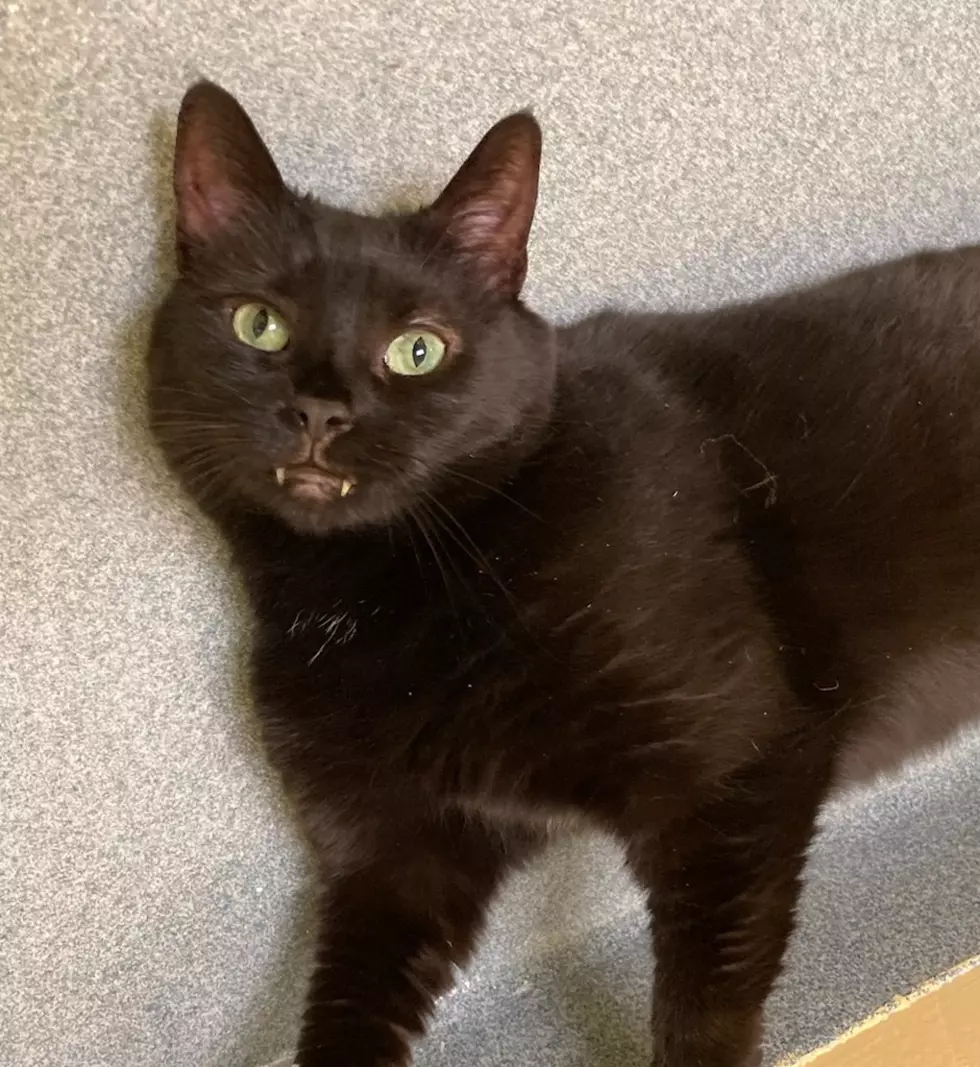 Big, Black &#8220;Bear&#8221; The Cat Is The &#8220;Pet Of The Week&#8221; At The SPCA of Hancock County