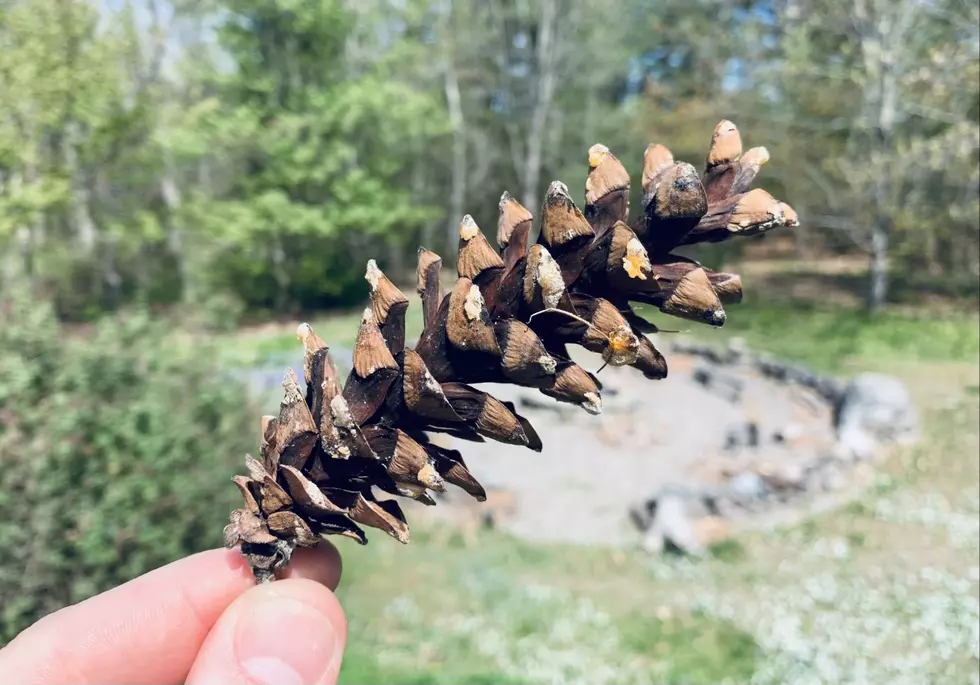 Why Does Maine Have an Ugly Chunk of Wood for a State Flower?