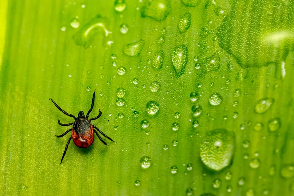 Mainers On Reddit Share Absolutely Hilarious One-Liners About Ticks