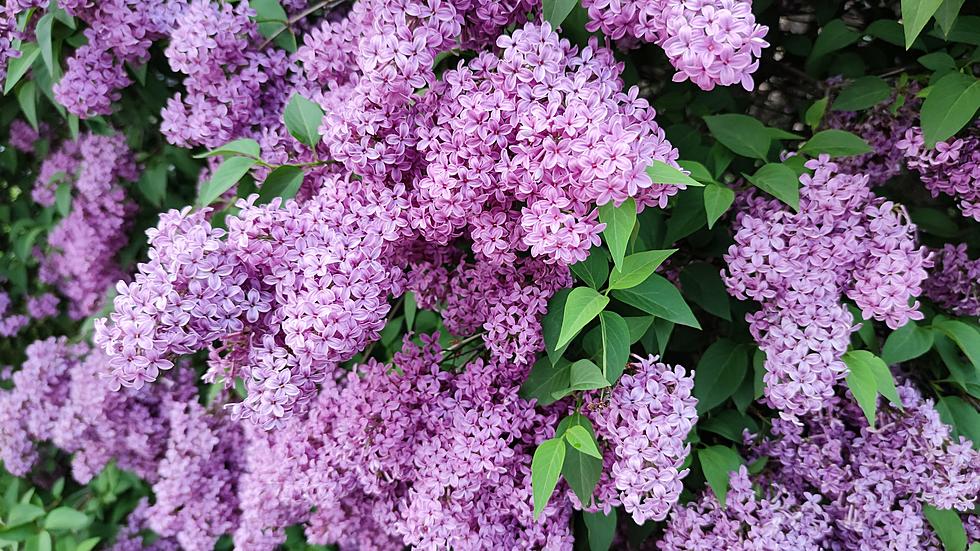Lilacs Will Be Out Soon&#8230; Do You Know Their Legit Original Purpose?