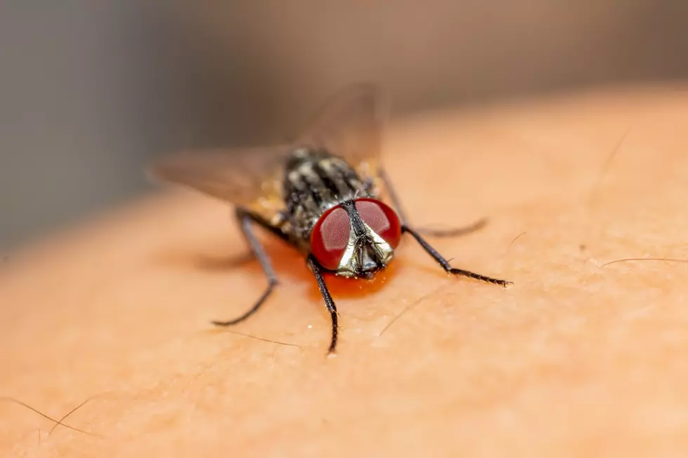 New Mainer Hopes For Some &#8216;Realistic Expectations&#8217; About Black Flies