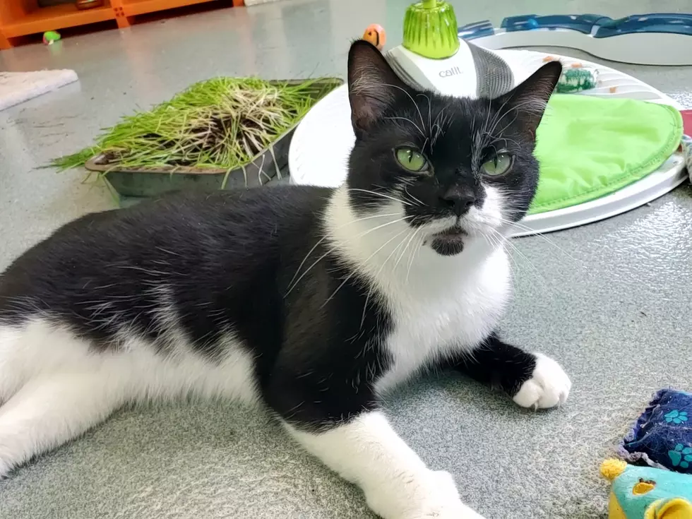 Pet Of The Week: Up For A Challenge? Aragorn Is Worth It.