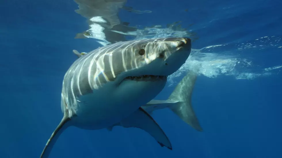 A Big Old Great White Shark Named Martha is Hanging Out Just Off Eastport