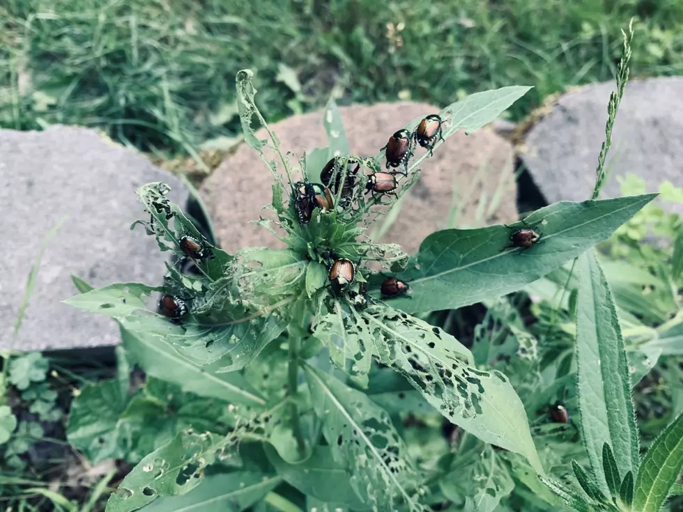 Would You Like Some Advice On Murdering Those Stupid Japanese Beetles?