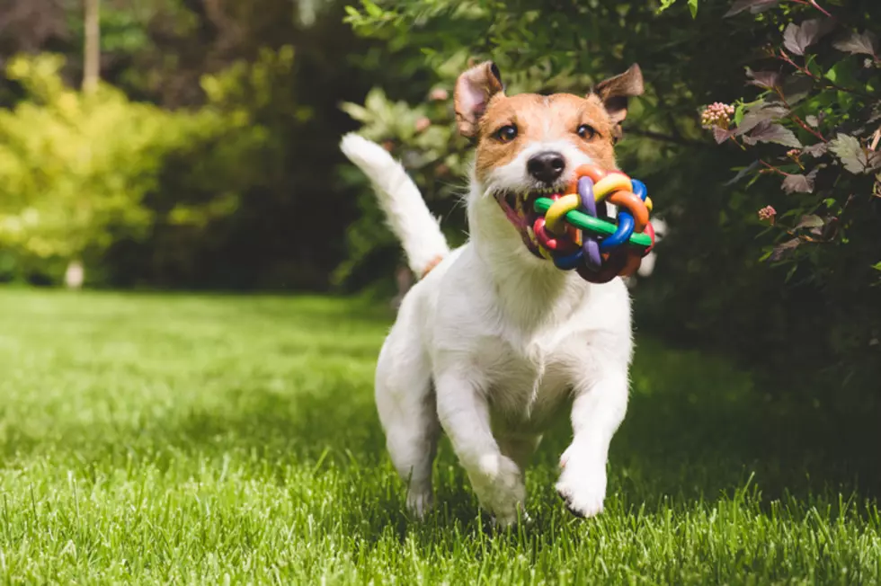 Terrier playing with a colourful ball