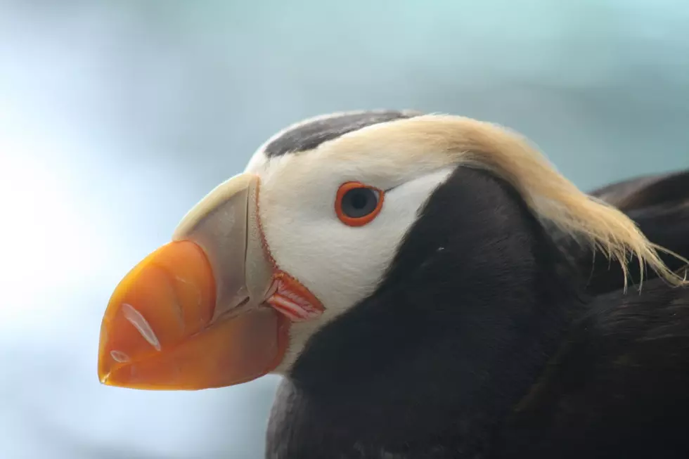 Yet Another Super Rare Bird Has Been Spotted On the Maine Coast