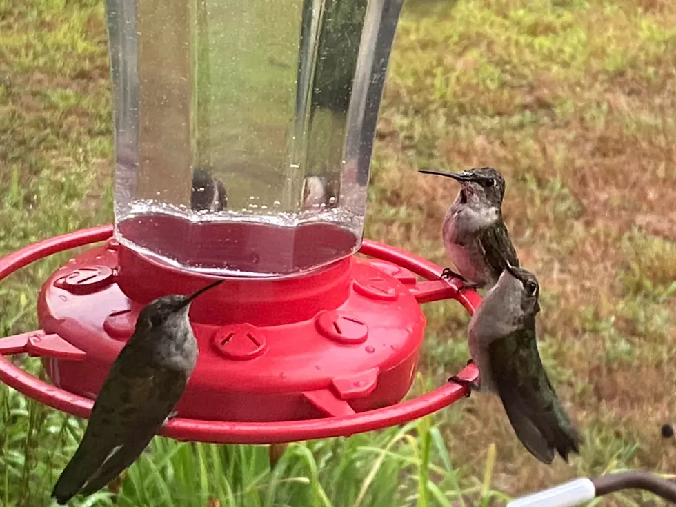 Video: A Bouquet Of Hummingbirds Are Among The Critters One Listener Has Visit Him