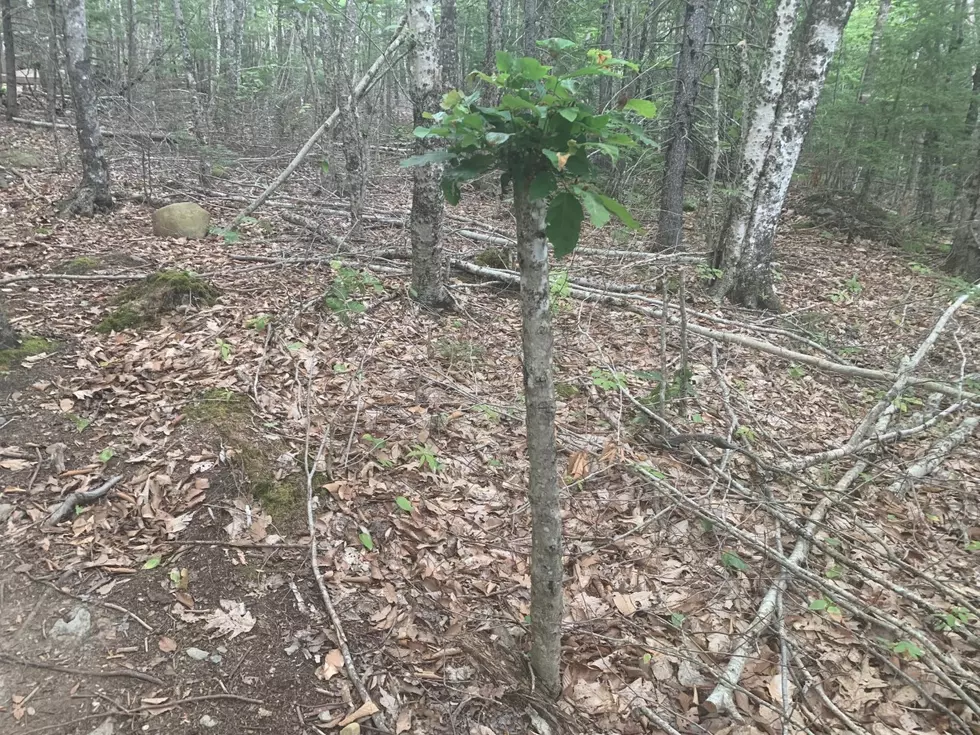 Have You Seen The Cool Little Dr. Seuss Trees in Orland, Maine?