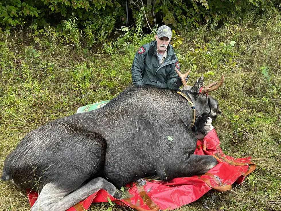 Mixed-Up Moose Moved From Bangor Back To Own Neck of the Woods
