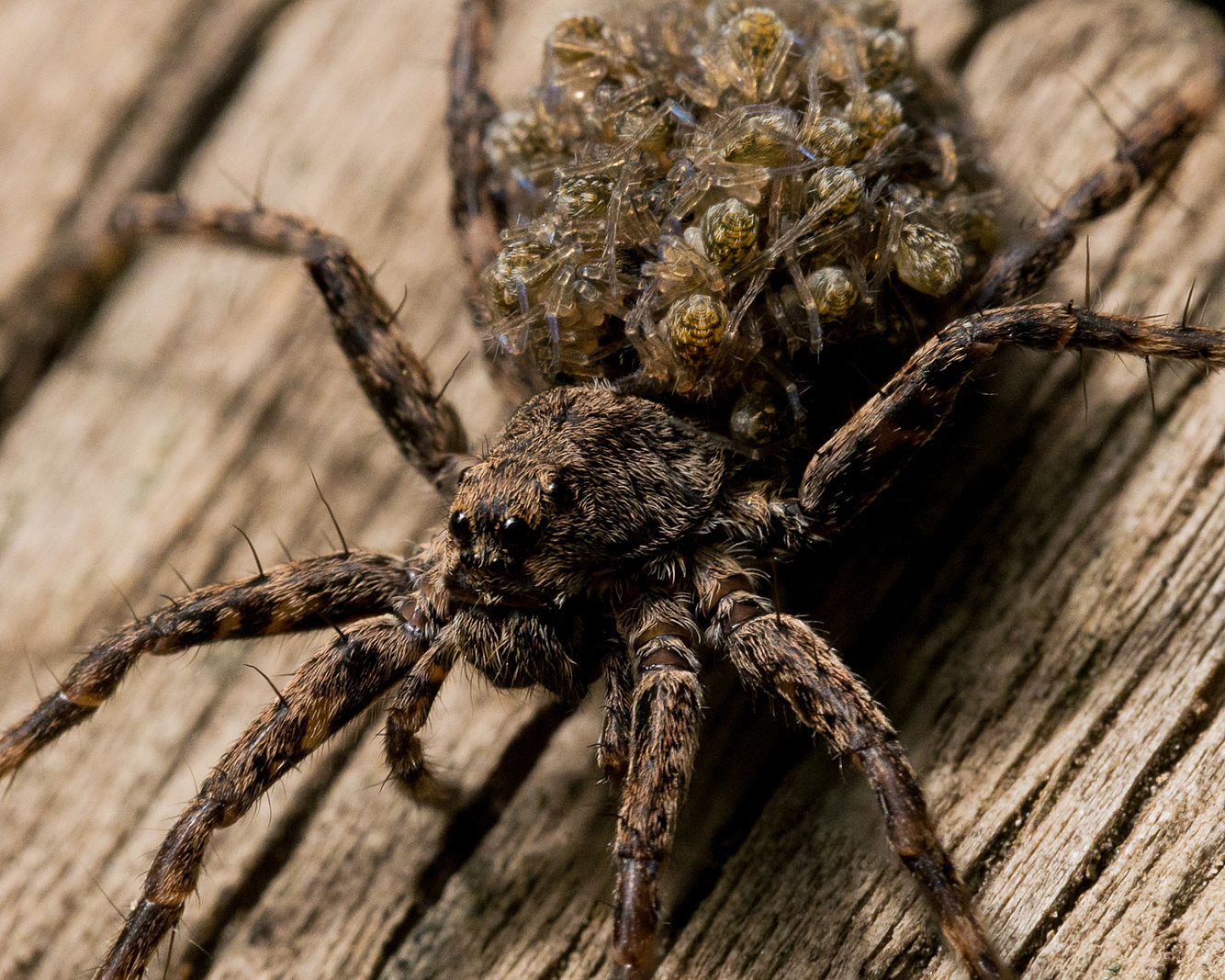 Maine is home to hundreds of spider species. Here's a guide.