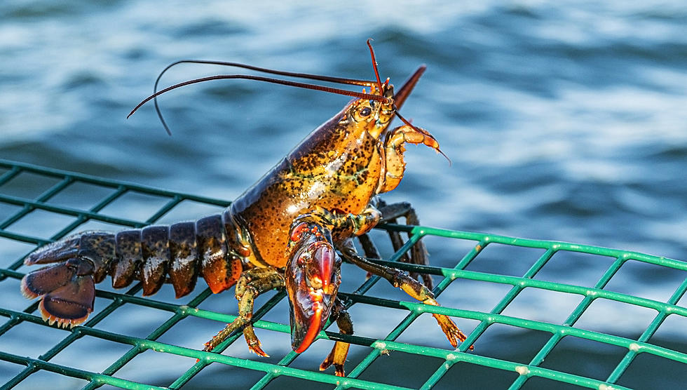 Maine’s Clawsome Weather Lobster ‘Passy Pete’, Weighs In on Winter