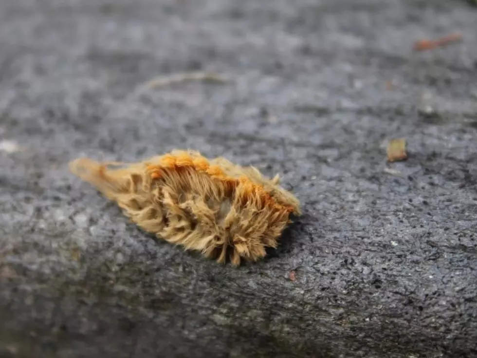 Move Over Browntails, The Puss Caterpillar is Here to Ruin Your Day