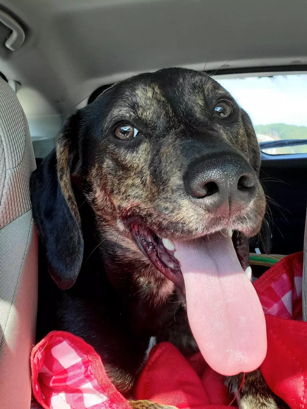 Pet Of The Week: Duncan, The Sweet Hound Dog