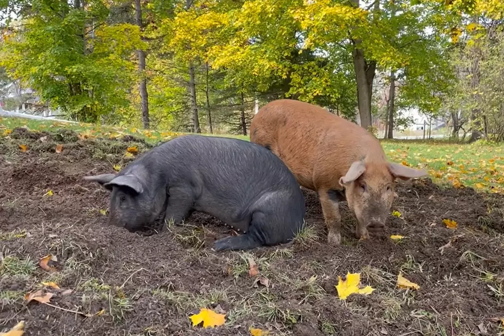 Pair of Little Piggies Didn&#8217;t Go To Market, But Did Dig Up an Ohio Street Lawn