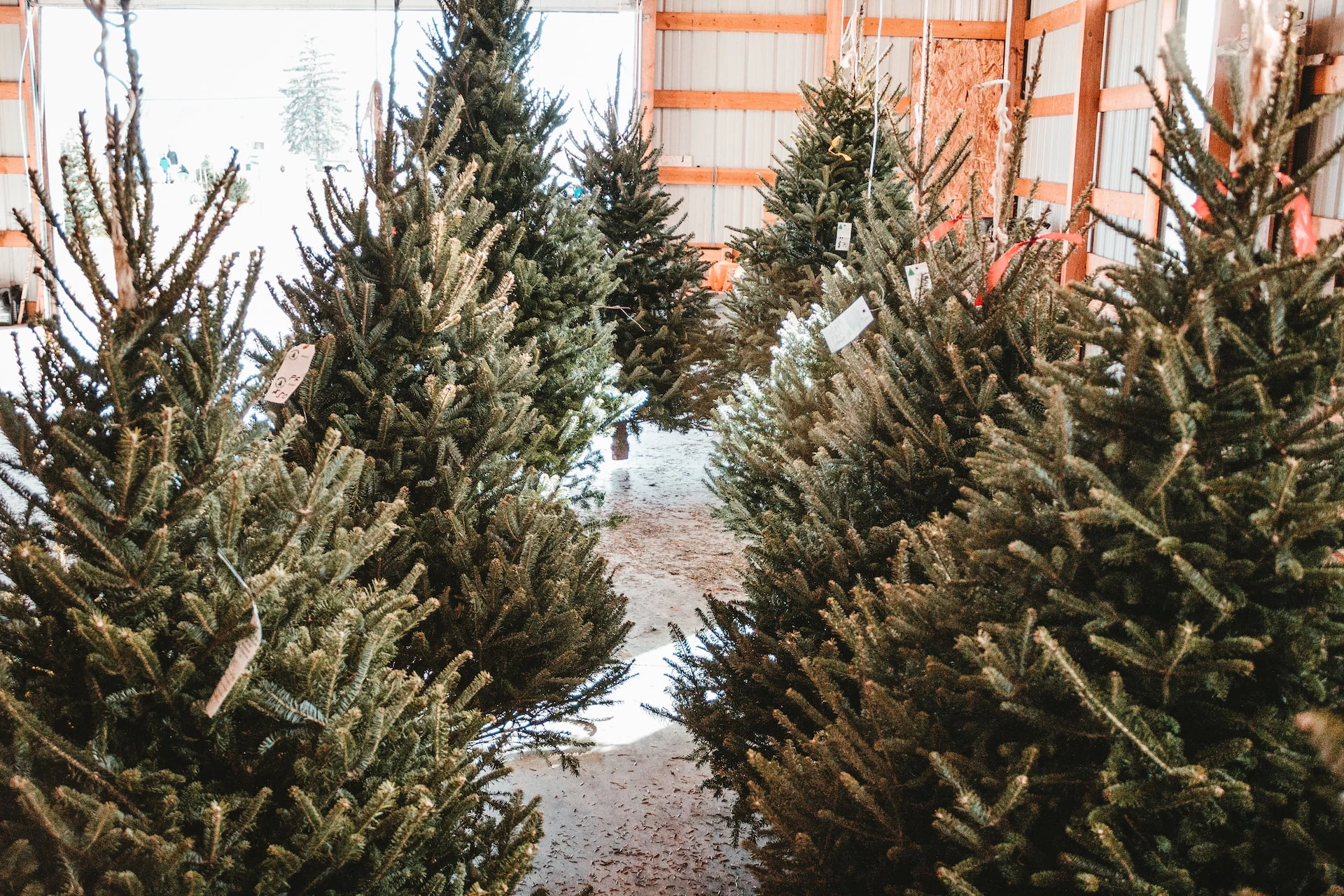 Soaring Christmas Tree Prices Will Your First Big Present