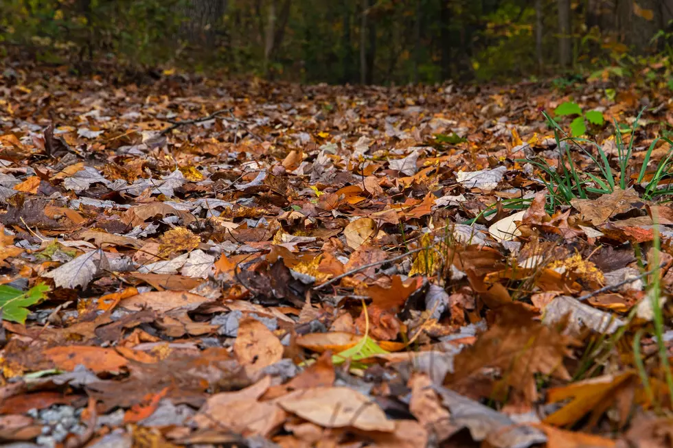 Here Are Some Surprisingly Awesome Reasons Not to Rake Your Leaves