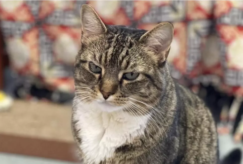 Is Tigger Your Type? Meet The SPCA’s Pet Of The Week