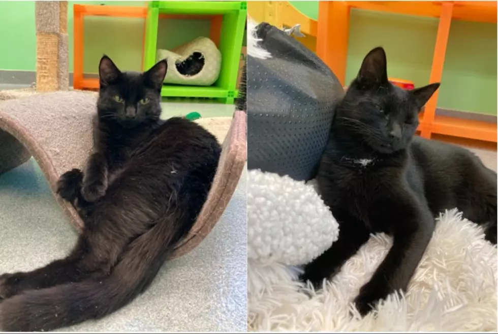 These Beautiful Charcoal Brothers Can&#8217;t Wait To Be Your Cats!