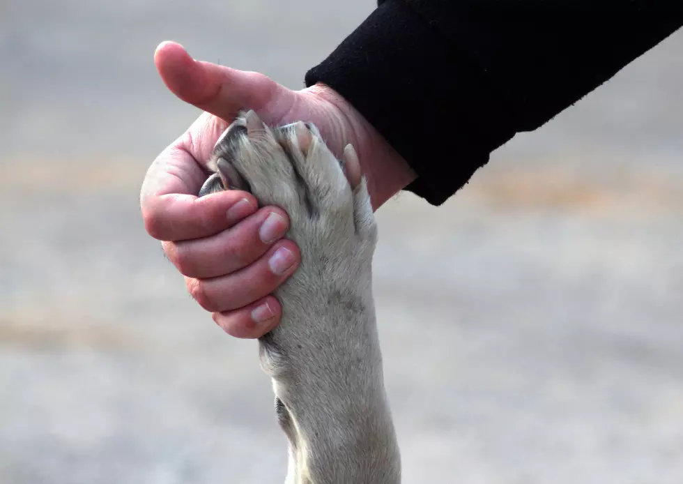 Struggling With The Loss Of A Pet? Try The “Pet Loss” Support Group