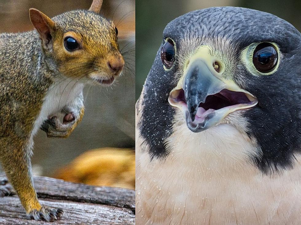 There’s Less Than A Week Left To Take Down Squirrels with Falcons In Maine