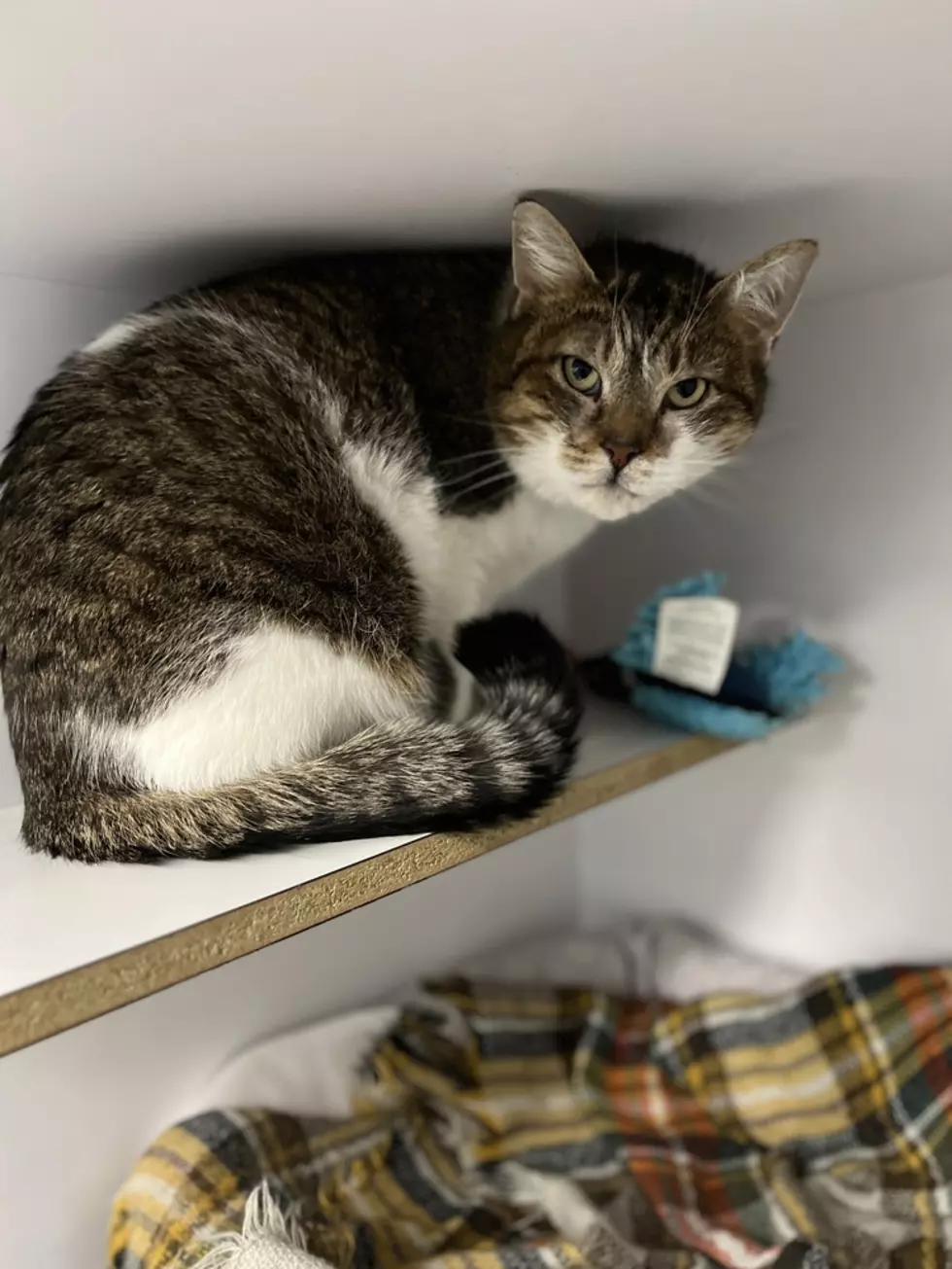 Helena 2, Hancock County SPCA