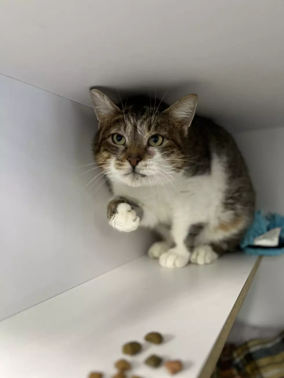 Helena 1, Hancock County SPCA