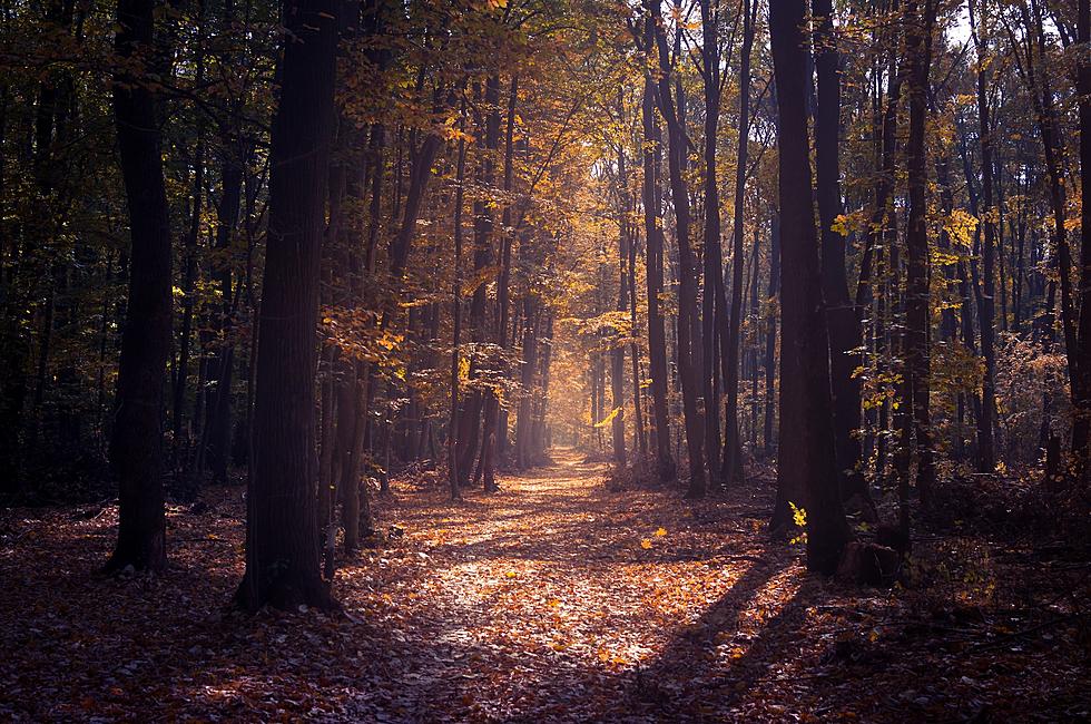 Maine Now Has &#8216;Green&#8217; Cemeteries With A New Natural Approach to Burials