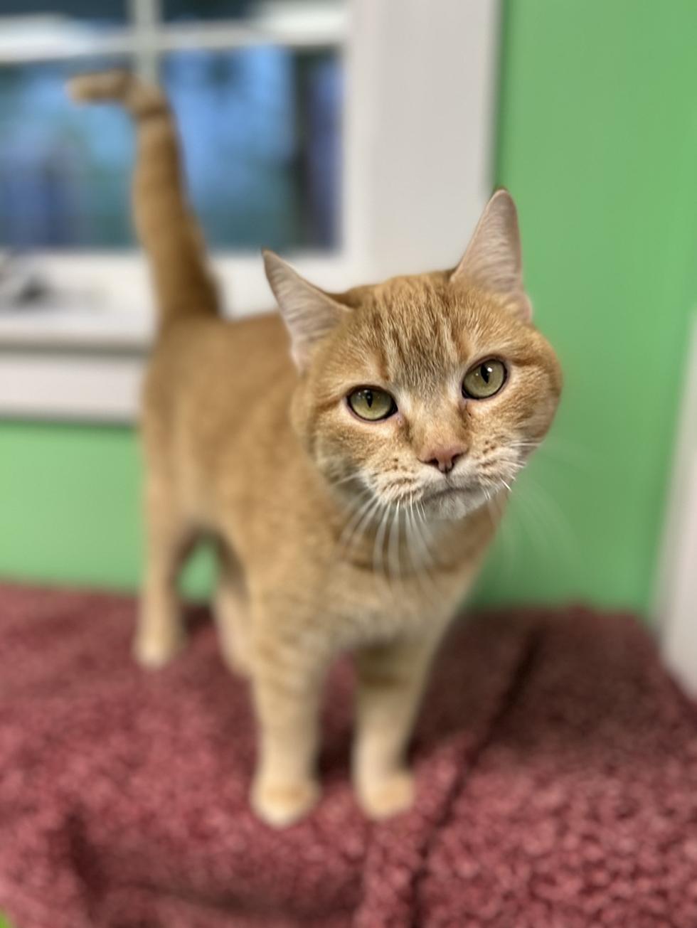 Our Hancock County SPCA “Pet Of The Week” Is Todd, the girl kitty