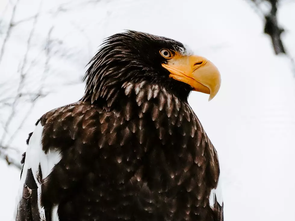 The Steller&#8217;s Sea Eagle, A Maine Favorite, Has Returned to Roost