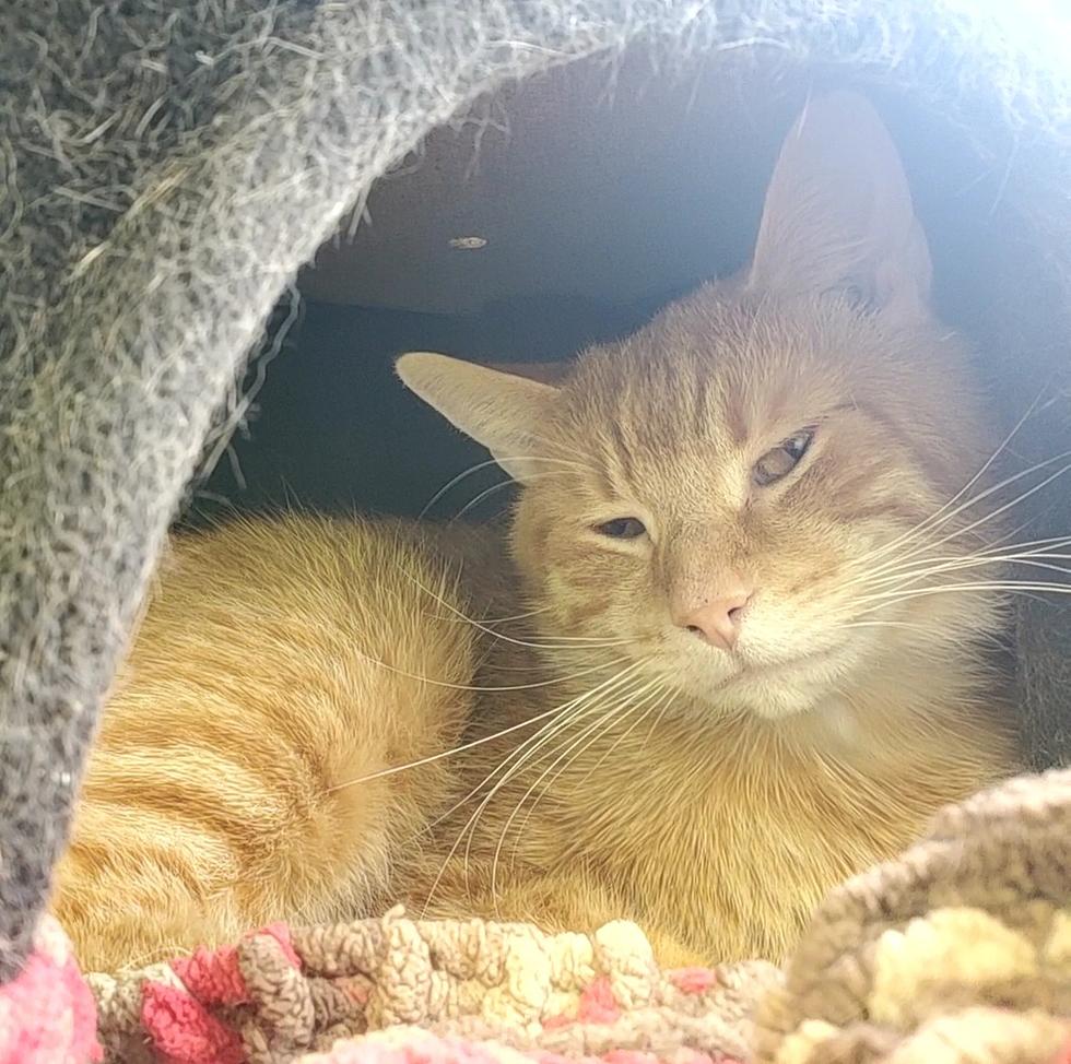 Just Like His Namesake, This Garfield Takes A Minute To Warm Up To Folks
